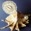 Fibule dentelle Cauris